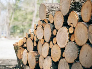 暮らしと食を支える「木の市場」