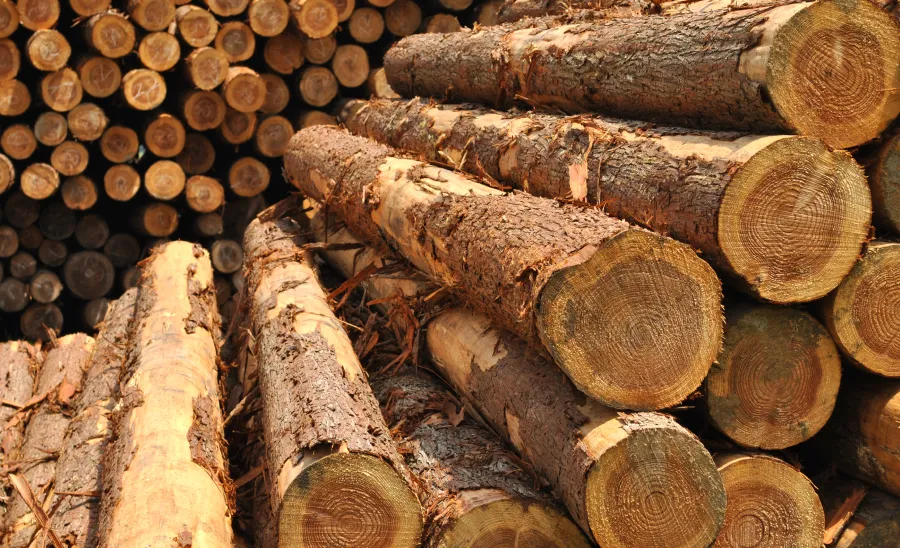 丸太の商品紹介