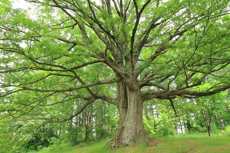 資源大国・日本