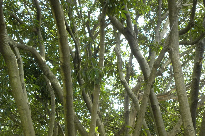 資源大国・日本